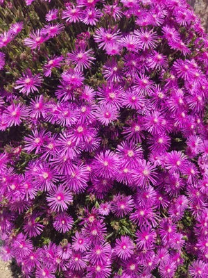 A264e08cf32c9436e850ed1d0991550634.jpg